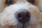 Macro shot of a poodle dog`s nose