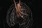 Macro shot of a Puerto Rican Spider on its web against a black background