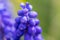 Macro shot of a purple blue grape hyacinth