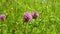 Macro shot of purple clover blossoms