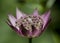 Macro shot of a purple flower heart