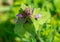 Macro shot of a Purple Lamium