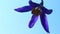 Macro shot of a purple nightshade dulcamara flower on a blue background
