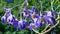 Macro shot of purple nightshade dulcamara flowers in the garden