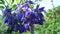 Macro shot of purple nightshade dulcamara flowers in the garden