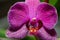 Macro shot of a purple patterned moth orchid on a blurred background