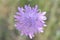 Macro shot of a purple scabious flower in a garden during daylight