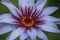 Macro shot of a Purple Tigress Water Lily Being Pollinated by a Bee