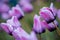 Macro shot of purple tulips open and blooming in Holland Michigan