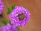 Macro shot of a purple verbena flower