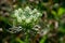 Macro shot of Queen Anneâ€™s lace Wild Carrot flower in the prairie field. Wild white flowering plant in the family Apiaceae.