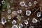 Macro shot raindrops on cobweb