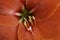 Macro Shot Of Red Amaryllis Flower In Full Bloom