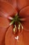 Macro Shot Of Red Amaryllis Flower In Full Bloom