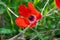 Macro shot of red anemone flower