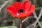 Macro shot of red anemone flower