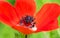 Macro shot of red anemone flower