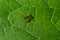 A macro shot of a red ant, Myrmica ruginodis, on a green leaf