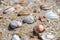 Macro shot of red, blue and brown mussels in sand