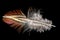 Macro shot of a red-brown pheasant feather