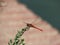 Macro shot of red dragonfly sitting on a green plant on blurred background