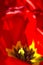 Macro Shot of Red Dutch Tulip Against Blurred Background