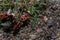 Macro shot of red firebugs or pyrrhocoris apterus reproduction among green grass and brown spider mimicry.