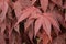 Macro shot of red Japanese Maple leaves in autumn, with multiple vibrant shades