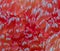 Macro shot of red pomelo pulp texture background.