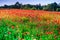 Macro shot of a red poppy bloom in a colorful, abstract and vibrant blossom field, a meadow full of blooming summer flowers