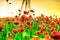 Macro shot of a red poppy bloom in a colorful, abstract and vibrant blossom field, a meadow full of blooming summer flowers