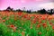 Macro shot of a red poppy bloom in a colorful, abstract and vibrant blossom field, a meadow full of blooming summer flowers