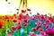 Macro shot of a red poppy bloom in a colorful, abstract and vibrant blossom field, a meadow full of blooming summer flowers