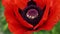 Macro shot of red poppy flower stamen and pistil