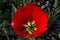 Macro shot of a red tulip interior