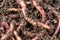 Macro shot of red worms Dendrobena in manure, earthworm live bait for fishing.