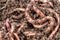 Macro shot of red worms Dendrobena in manure, earthworm live bait for fishing.