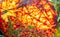 Macro shot of a red and yellow leaf that has fallen from a tree and is lying in the sun on a fine autumn day