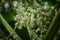 Macro shot of Rhubarb flowers plant Rheum rhabarbarum in blossom in strawberry patch. Flowering Rheum rhabarbarum in a cottage g