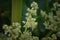 Macro shot of Rhubarb flowers plant Rheum rhabarbarum in blossom in strawberry patch. Flowering Rheum rhabarbarum in a cottage g