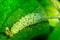 Macro shot of a ripe cucumber