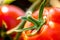 Macro shot of a ripe tomatoes