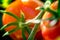 Macro shot of a ripe tomatoes in a greenhouse