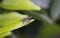 Macro shot of a robber fly on a green leaf with a blurred background