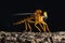 Macro shot of a robber fly perched on a tree trunk on a dark background