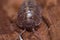 Macro shot of Roly-poly (Armadillidium Vulgare) terrestrial isopod
