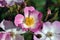 Macro shot of a rosa ballerina flower with light pink petals