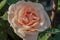 Macro shot of a rose