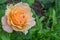 Macro shot of a rose