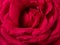 Macro shot of rose flower petal , abstract floral backgrounds.